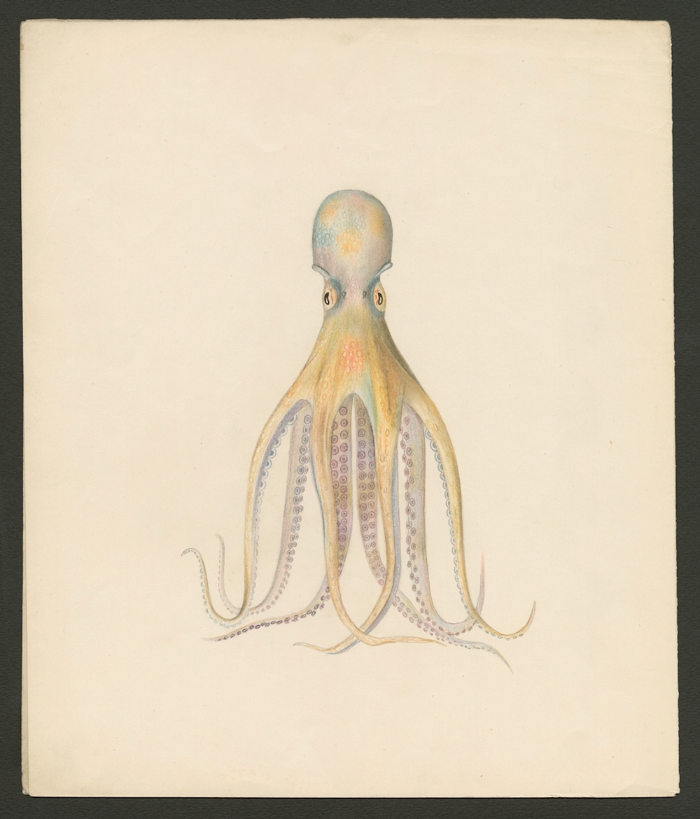 A model of No. 573 will be in the exhibit. Design Drawing, probably of Octopus Salutii (Blaschka Nr. 573) Blaschka, Leopold; Blaschka, Rudolf 1863-1890 Ink, watercolor on paper  39 x 33 cm