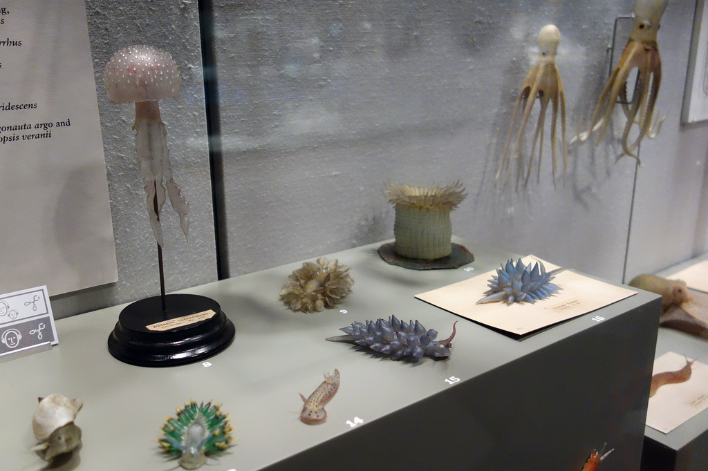 Leopold and Rudolf Blaschka glass specimens at the Corning Museum of Glass