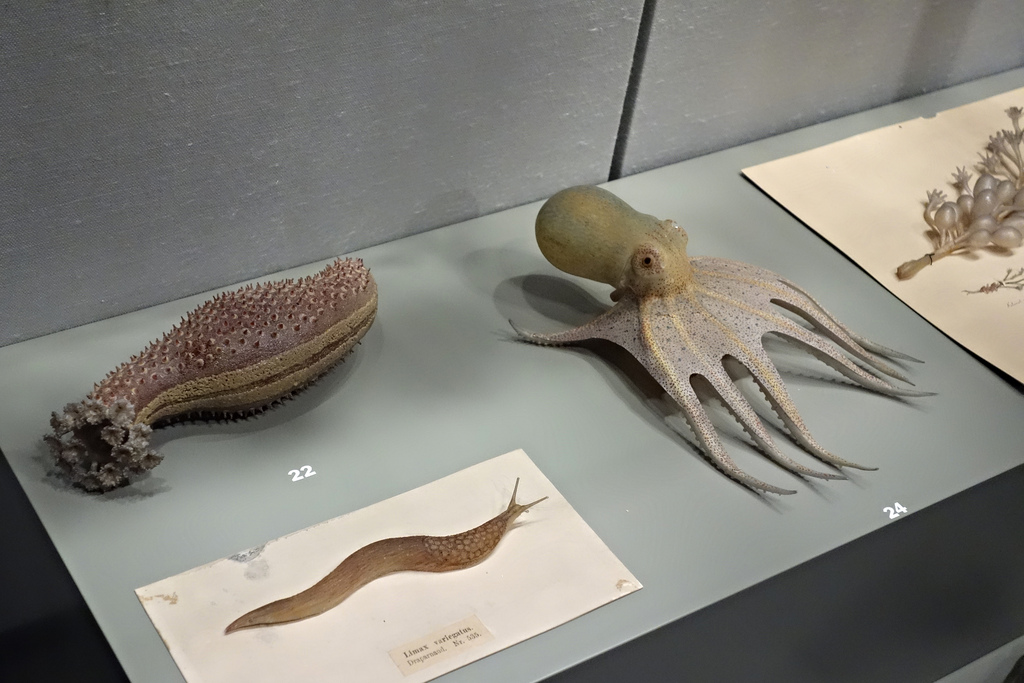 Leopold and Rudolf Blaschka glass specimens at the Corning Museum of Glass