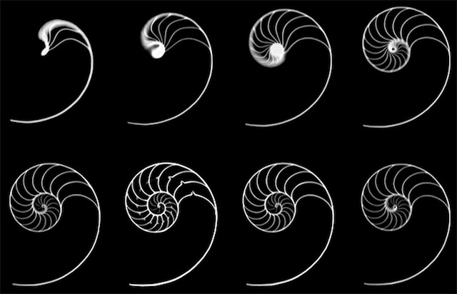 Nautilus shells are thought to demonstrate the golden rectangle at work in nature (Image via Wikimedia Commons) 