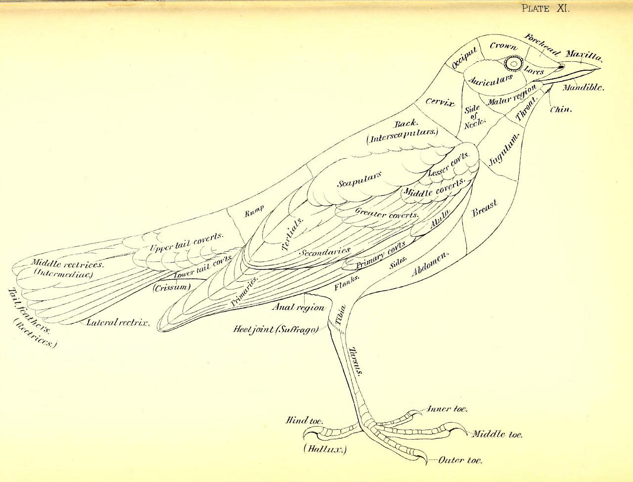 Bird diagram from the 1886 'A nomenclature of colors for naturalists : and compendium of useful knowledge for ornithologists' by Robert Ridgway (via Smithsonian Libraries)