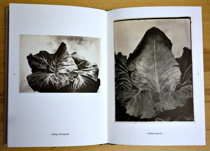 Pages from 'The Plant Kingdoms of Charles Jones' (photo of the book for Hyperallergic)