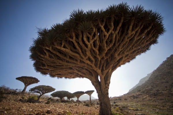 Dragon blood trees on the island of Socotra. Image by Jonah Kessel.