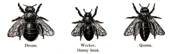 Bees