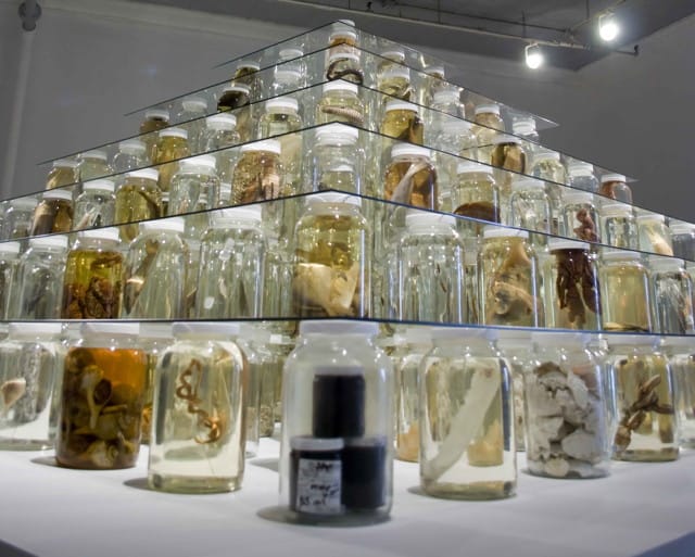 Brandon Ballengée et. al., "Collapse"