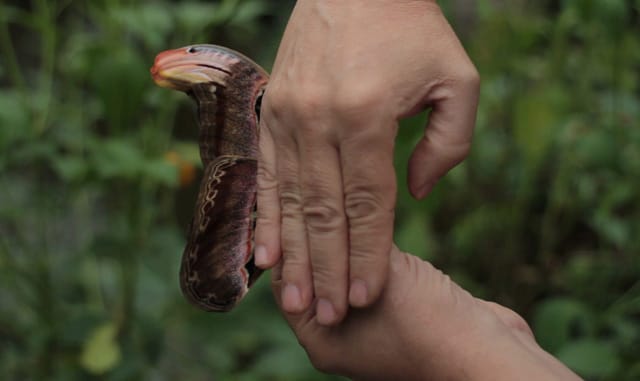 Video still of "Untitled" (Study for a Portrait), 2012 by Giovanni Giaretta