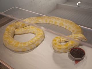 KnezevicBoa_AldermanExhibitions-320