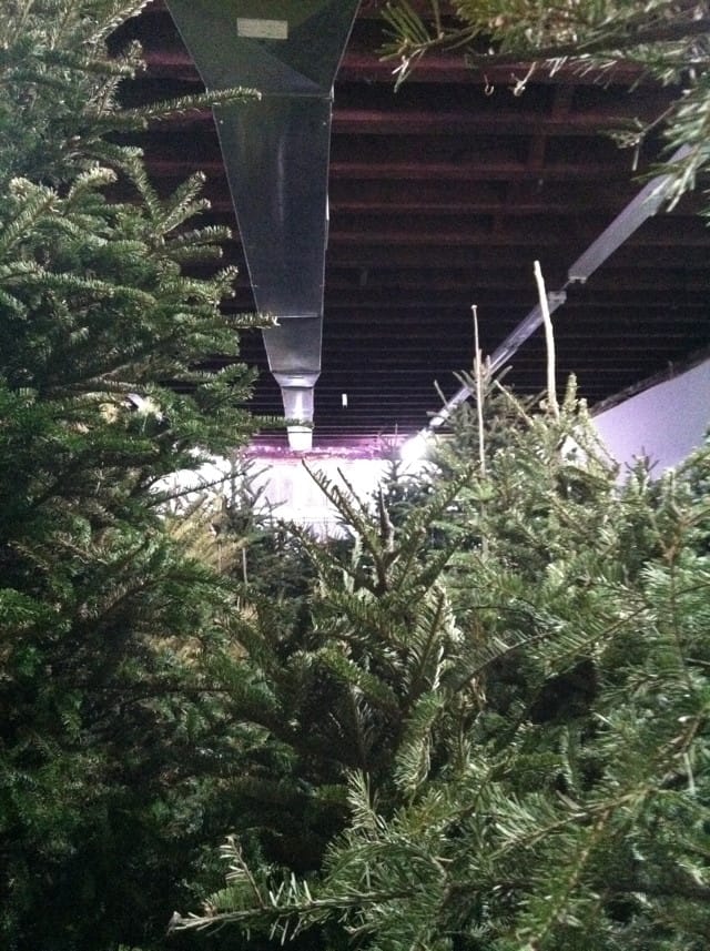 Liden-Xmas-trees
