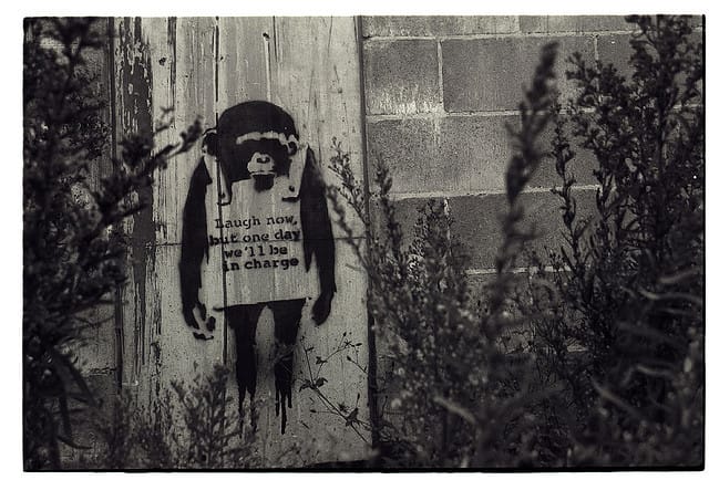 Banksy's monkey in Sydney (via)