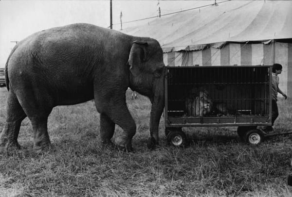 Jill Freedman, TK (all images courtesy Higher Pictures)