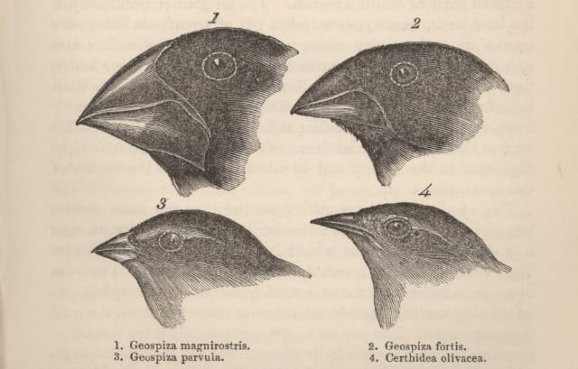 Darwin Finches