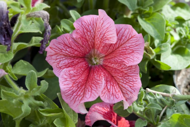 Eduardo Kac, Natural History of the Enigma, transgenic flower with artist's own DNA expressed in the red veins, 2003/200
