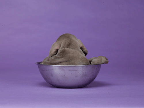 Artist William Wegman's first GIF. (via Colossal)