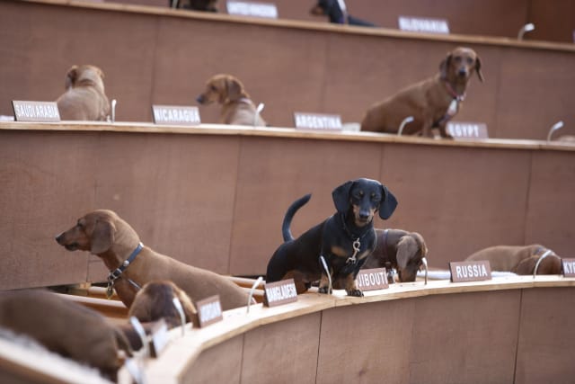 Dachshund UN
