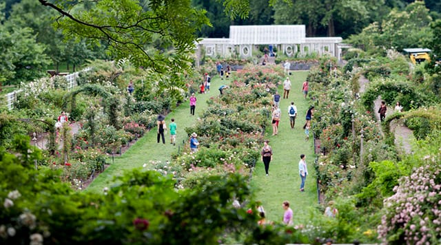Susan Wides, "Brooklyn Botanical Garden Rose Garden" 