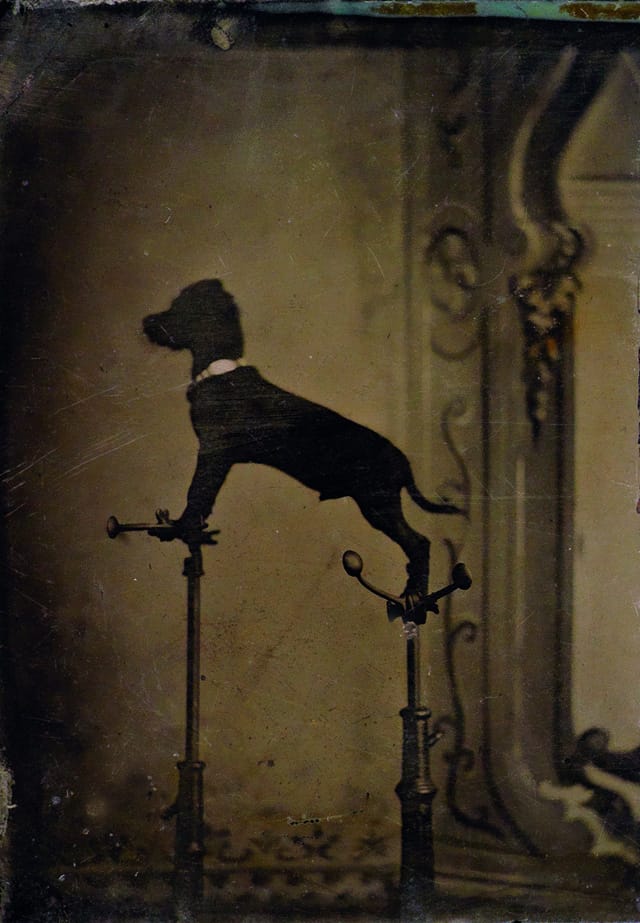 An early William Wegman? Tintype photograph (1860s-1890s).