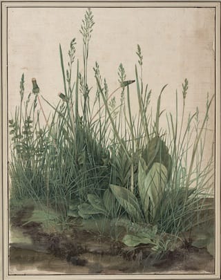 Albrecht Dürer, "The Great Piece of Turf" (1503). Watercolor and gouache heightened with white, mounted on cardboard. Overall: 16 x 12 3/8 inches; overall (framed): 26 3/8 × 22 11/16 × 2 9/16 inches. Albertina, Vienna.
