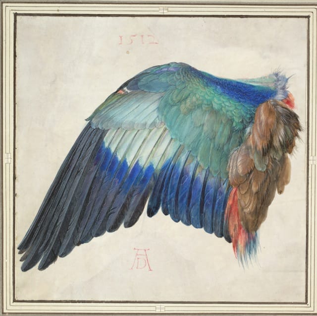 Albrecht Dürer, "Left Wing of a Blue Roller" (c.1500 or 1512). Watercolor and gouache on vellum, heightened with white. Overall: 7 11/16 × 7 7/8 inches; overall (framed):19 3/16 × 19 7/16 × 2 5/8 inches. Albertina, Vienna.