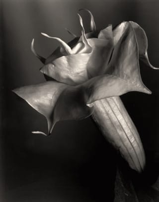 Imogen Cunningham, "Datura"