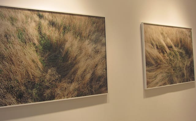 Photographs by Katherine Wolkoff at Sasha Wolf Gallery