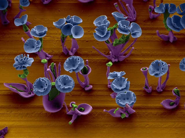 Nanoflowers