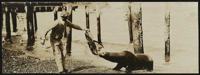 Chappie feeding the seals, Catalina Island / Lester Clement Barton. Creator(s): Barton, Lester Clement, 1884-1918, photographer Date Created/Published: 1908.