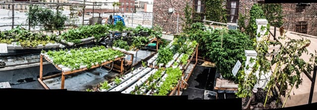A view of the rooftop hydroponic farm at the Bushwick Starr Theater. (via artsinbushwick.org)