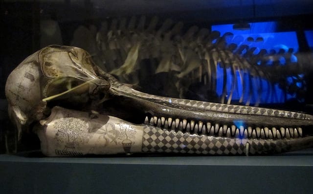 Dolphin skull covered in scrimshaw of ships, foliage, a butterfly, and flags, from 1750-1850.