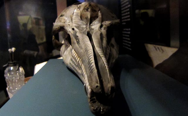 Dolphin skull covered in scrimshaw of ships, exotic trees, a butterfly, and flags, from 1750-1850.
