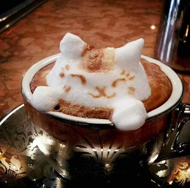 Kitty in a coffee cup