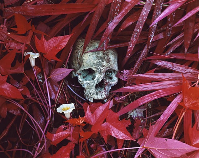 Richard Mosse, "Of Lillies and Remain" (North Kivu, Eastern Congo, 2012), Digital c-print, 183 x 229 cm edition of 2