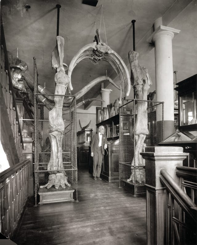 University of Nebraska State Museum (1925) (via UNSM Archives) (look that those skeleton legs!)