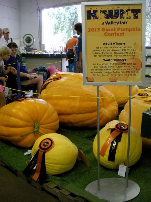 Giant, award-winning pumpkins