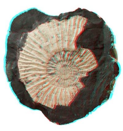 Fossil in 3D