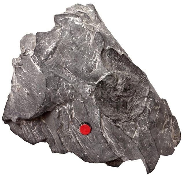 Anthracoceras cambriense Bisat, 1930