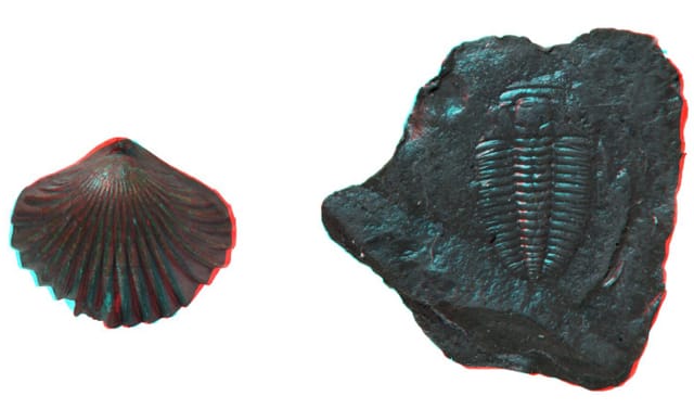 Fossils in 3D (via GB3D Type Fossils Online)