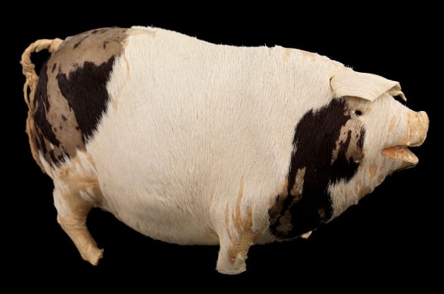 Toy pig belonging to Edith Russell carried off the Titanic. ZBA2989.