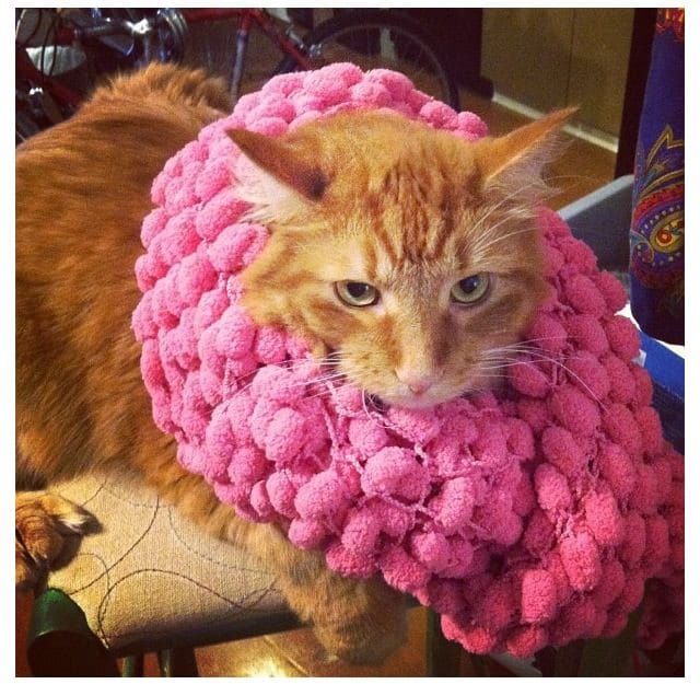Kitty gets yarn bombed! Mreow. LOL. Hyperallergic loves cats.