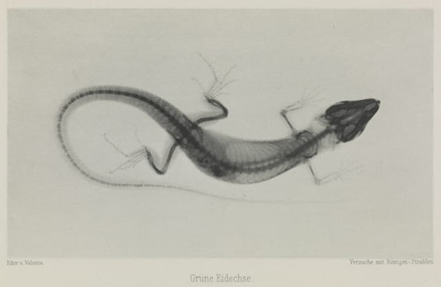 Grüne Eidechse, 1896, Eduard Valenta and Josef Maria Eder © National Media Museum, Bradford