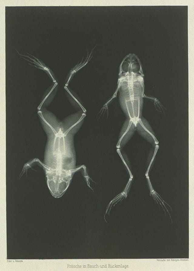 Frösche in Bauch – ünd Rückenlage, 1896, Eduard Valenta and Josef Maria Eder © National Media Museum, Bradford