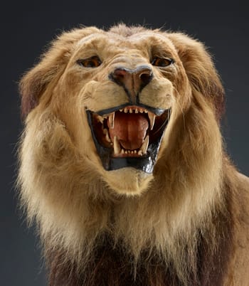 Taxidermy lion by Carl Akeley (© The Field Museum)