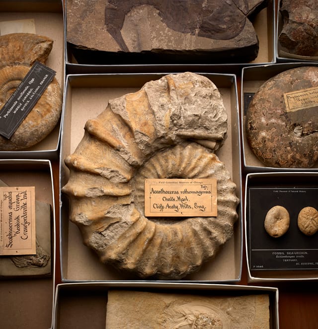 Fossils that were on display at the fair (© The Field Museum)