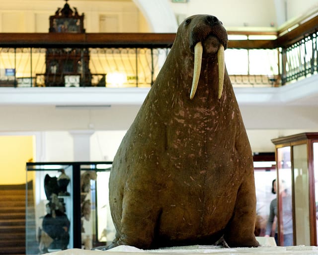 The Horniman Museum walrus (photograph by Clare Griffiths)