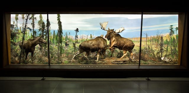 Diorama of fighting moose in the American Museum of Natural History (courtesy AMNH)