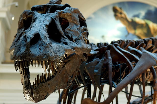 Sue at the Field Museum in Chicago (photograph by Will Merydith)