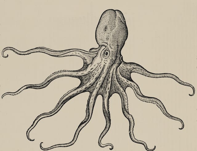 Octopus From Conrad Gessner’s Historia animalium (1551-1558), this octopus engraving is a remarkably good likeness—except for the depiction of round, rather than slit-shaped, pupils—indicating the artist clearly did not draw from a live specimen. © AMNH\D. Finnin