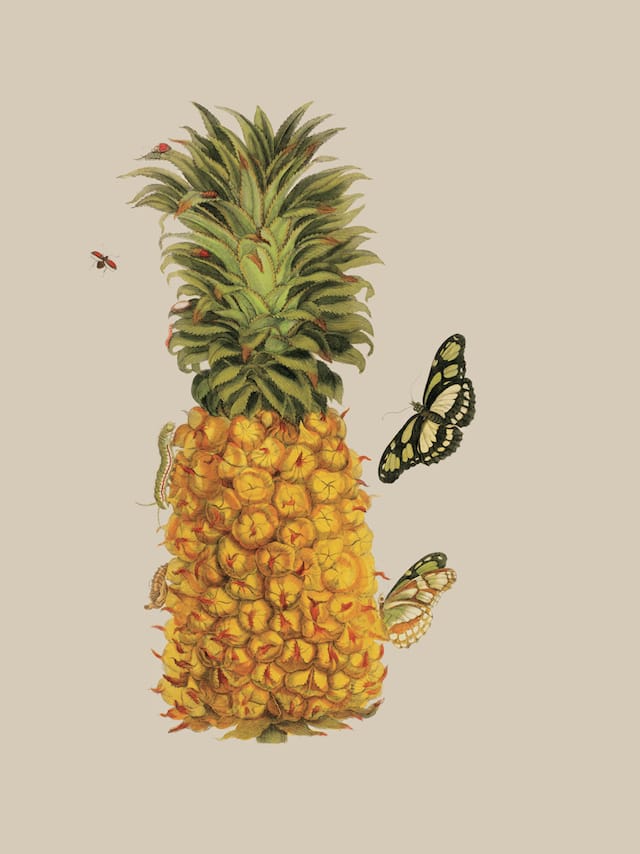  Pineapple with Caterpillar In Metamorphosis insectorum Surinamensium…(1719), German naturalist and artist Maria Sibylla Merian documented the flora and fauna she encountered during her two-year trip to Surinam, in South America, with her daughter. Here she creatively depicts a pineapple hosting a butterfly and a red-winged insect , both shown in various stages of life. © AMNH\D. Finnin 