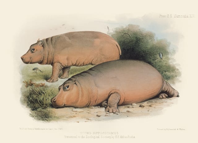 Young Hippo This image from the Zoological Society of London provides two views of a young hippo in Egypt before being transported to the London Zoo. Joseph Wolf (1820–1899) based the image on a sketch made by the British Consul on site in Cairo.  © AMNH\D. Finnin 