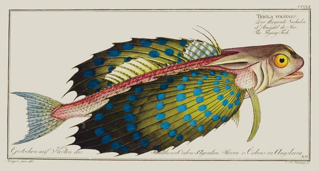 Flying Gurnard Allgemeine Naturgeschichte der Fische (General natural history of fishes), a 12-volume encyclopedia by author/illustrator Marcus Elieser Bloch (1723-1799), described all fish species then known to science (and 267 previously unknown) including this colorful flying gurnard (Trigla volitans), which seems to be captured mid-swim.   © AMNH\D. Finnin 