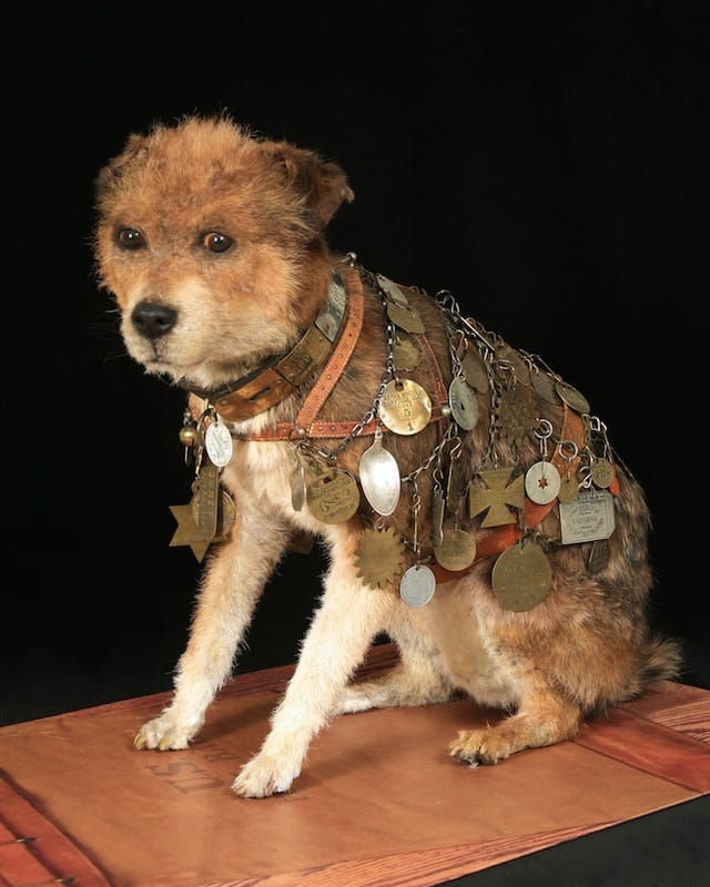 Owney the Postal Dog (via Smithsonian National Postal Museum)